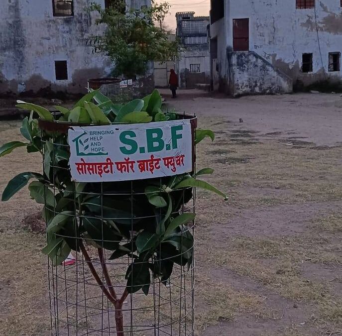 Beawar जिले में Society for Bright Future (SBF) द्वारा लगाया गया एक छोटा-सा पौधा आज एक मजबूत और हरा-भरा पेड़ बन चुका है। यह केवल एक पेड़ नहीं, बल्कि समर्पण, धैर्य और सकारात्मक प्रयासों का जीवंत प्रतीक है।